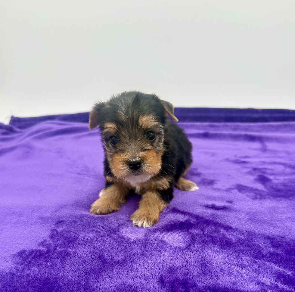 yorkie puppies for sell in Kentucky.