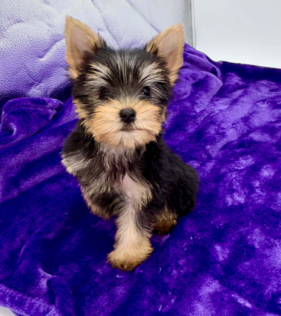 yorkie puppies for sell in Kentucky, Ohio, Virginia, Illinois
