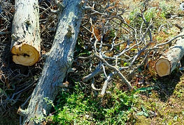 植木の伐採と撤去
