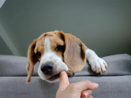Soothing a Teething Puppy: 5 Natural Remedies