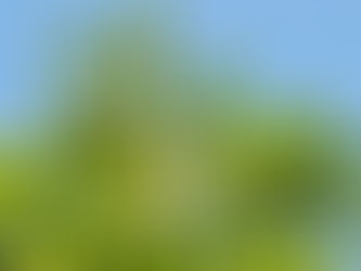 実を結ぶいちじくの木(マルコ11:12-21) 20250525