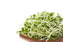 sunflower-sprouts.jpg
