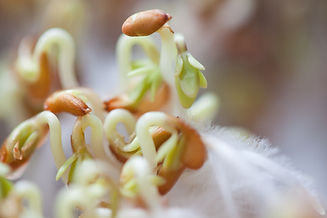 cress-253795.jpg
