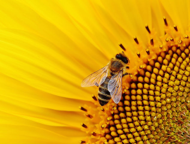 close-up-photo-of-bee-in-flower-2198671.
