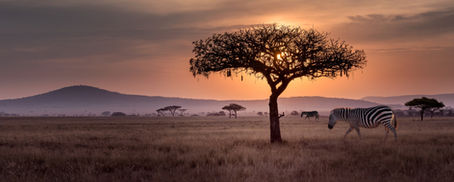 Our Primitive Anxious Brain