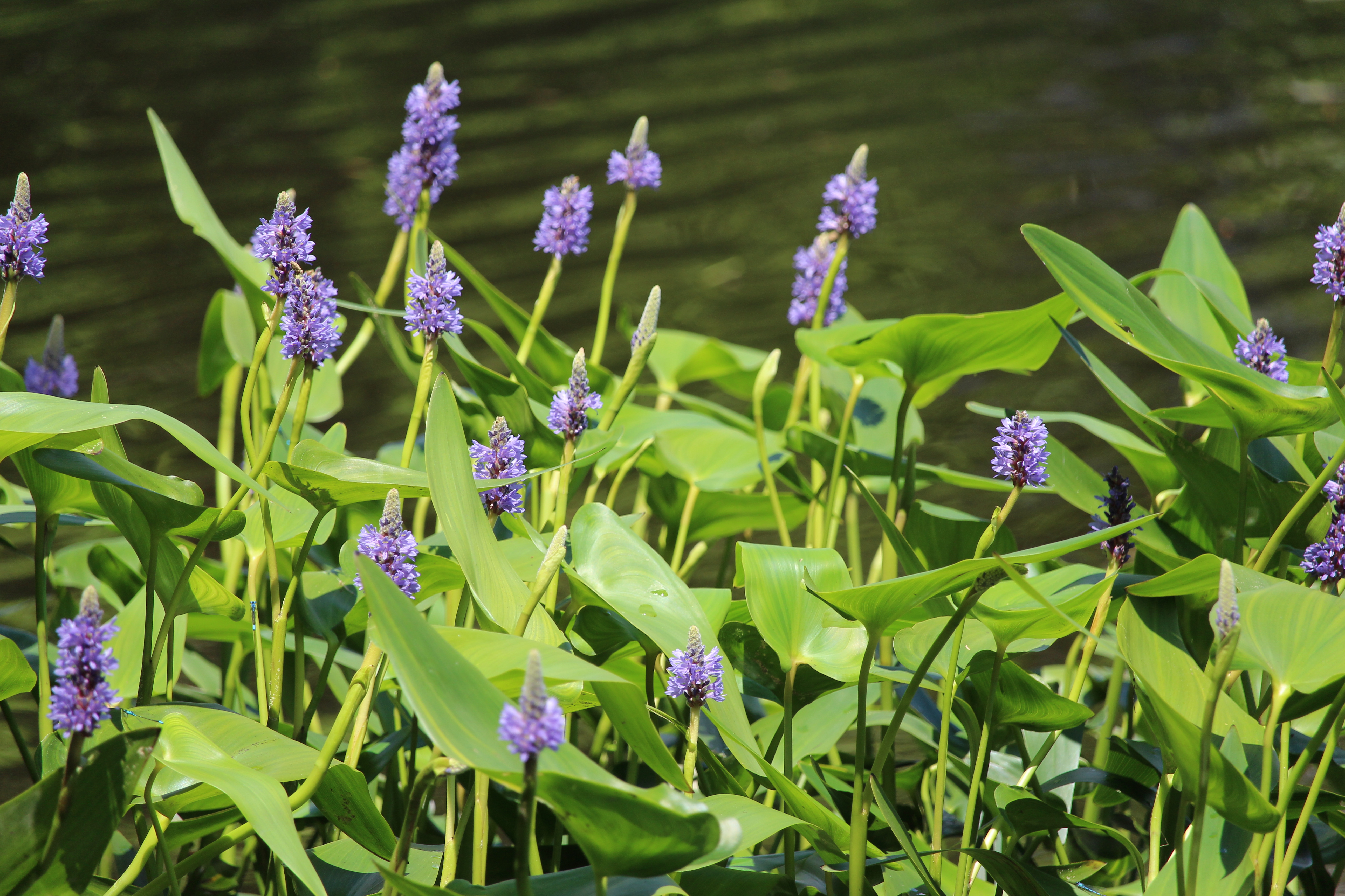 Flowers on the pond