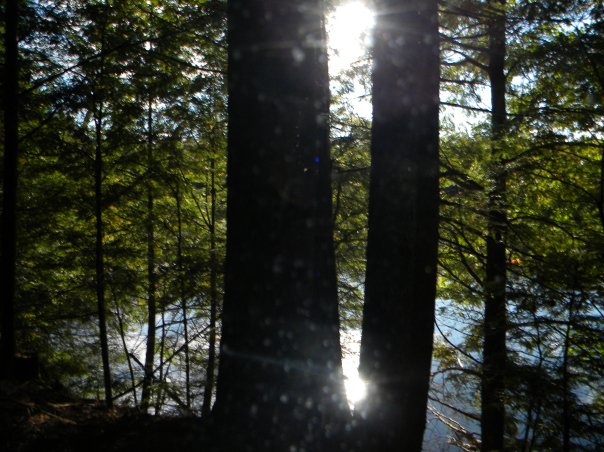 Sunlight through the trees