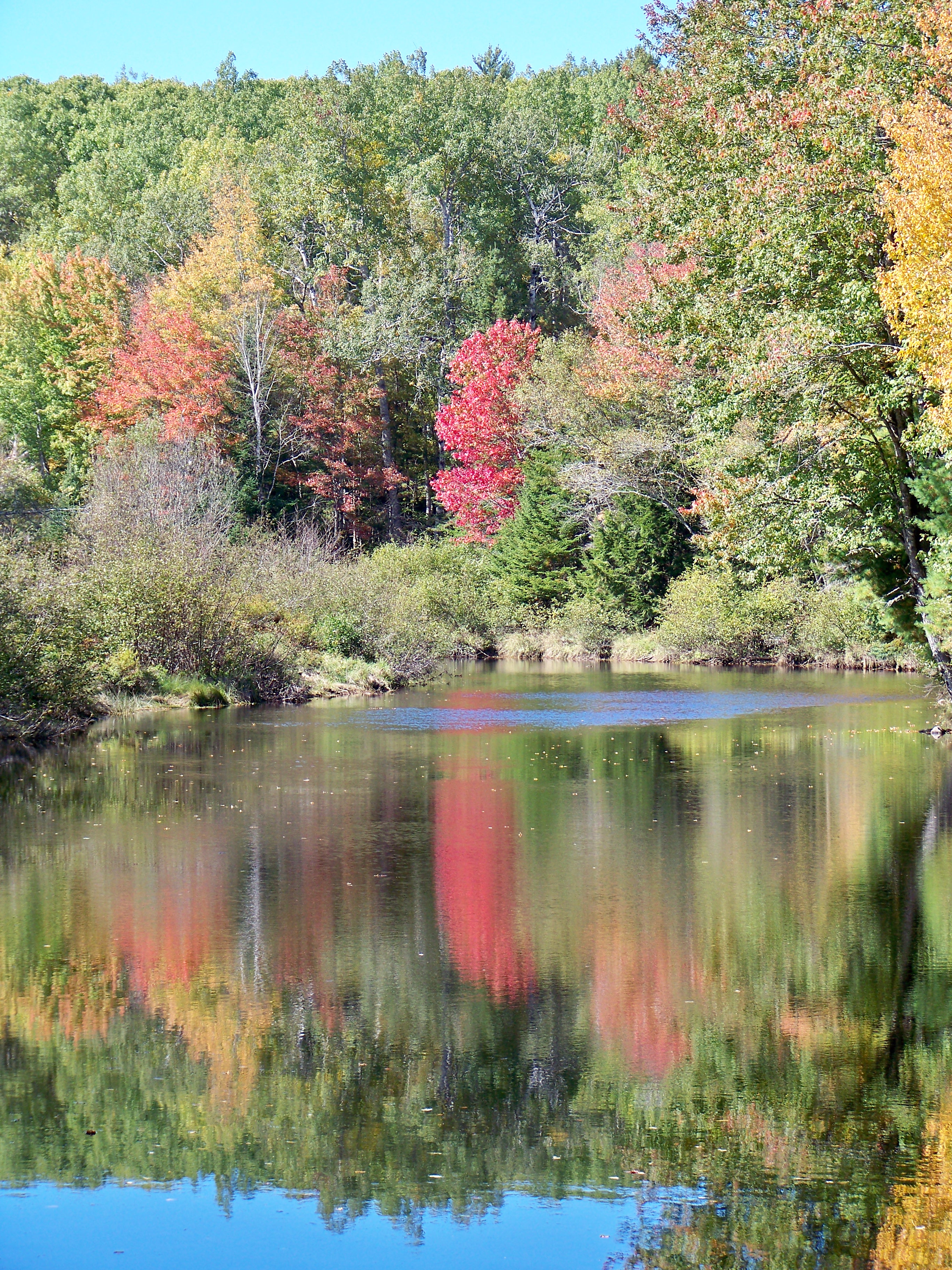 Robinson's pond