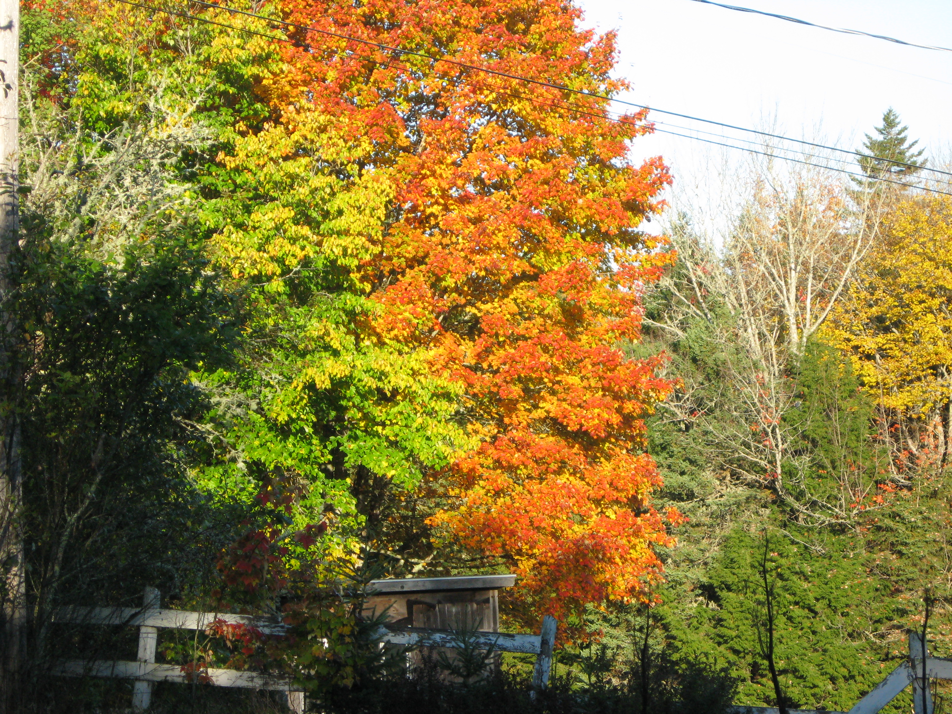 foliage