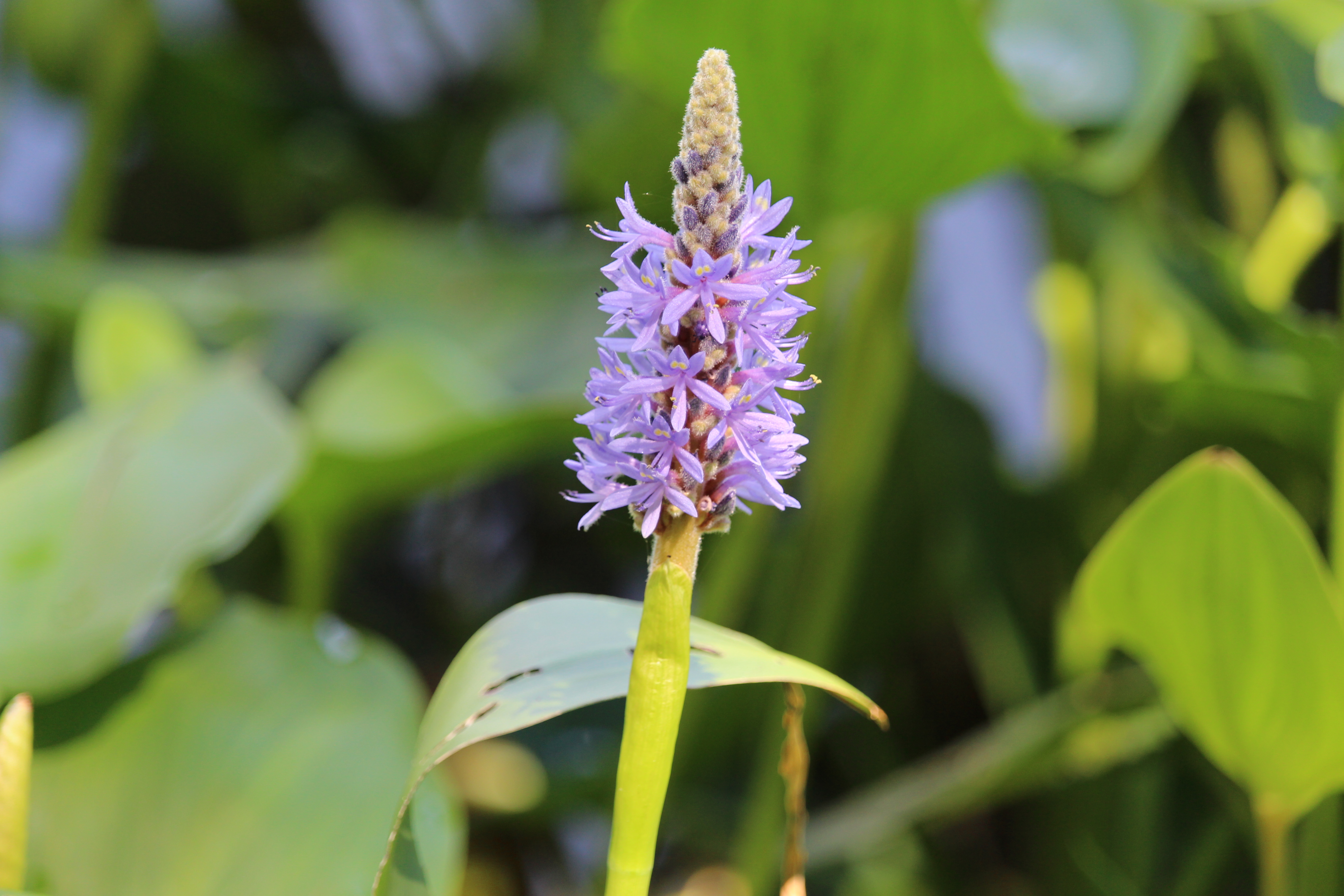 Flower on the pond