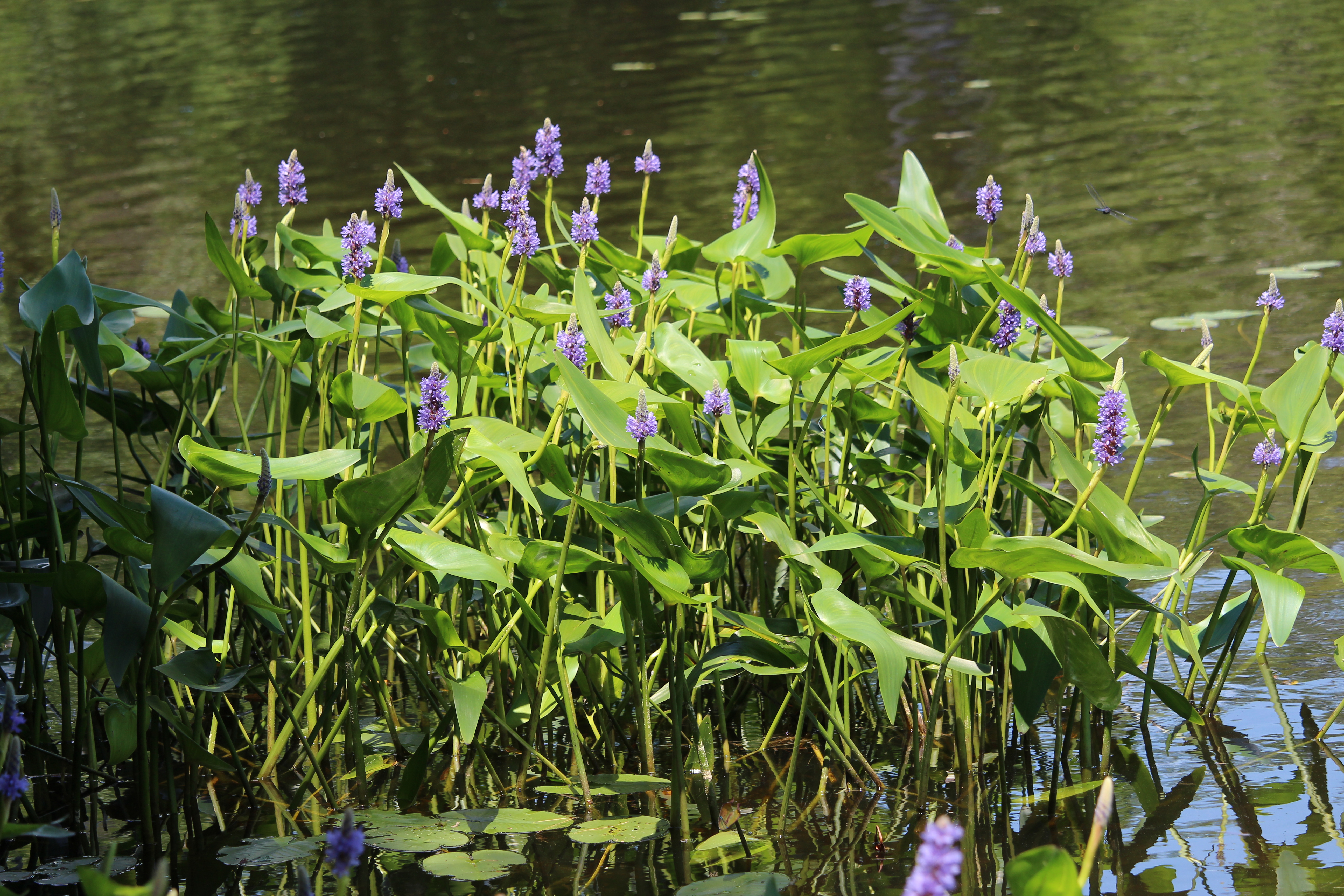 Flowers on the pond