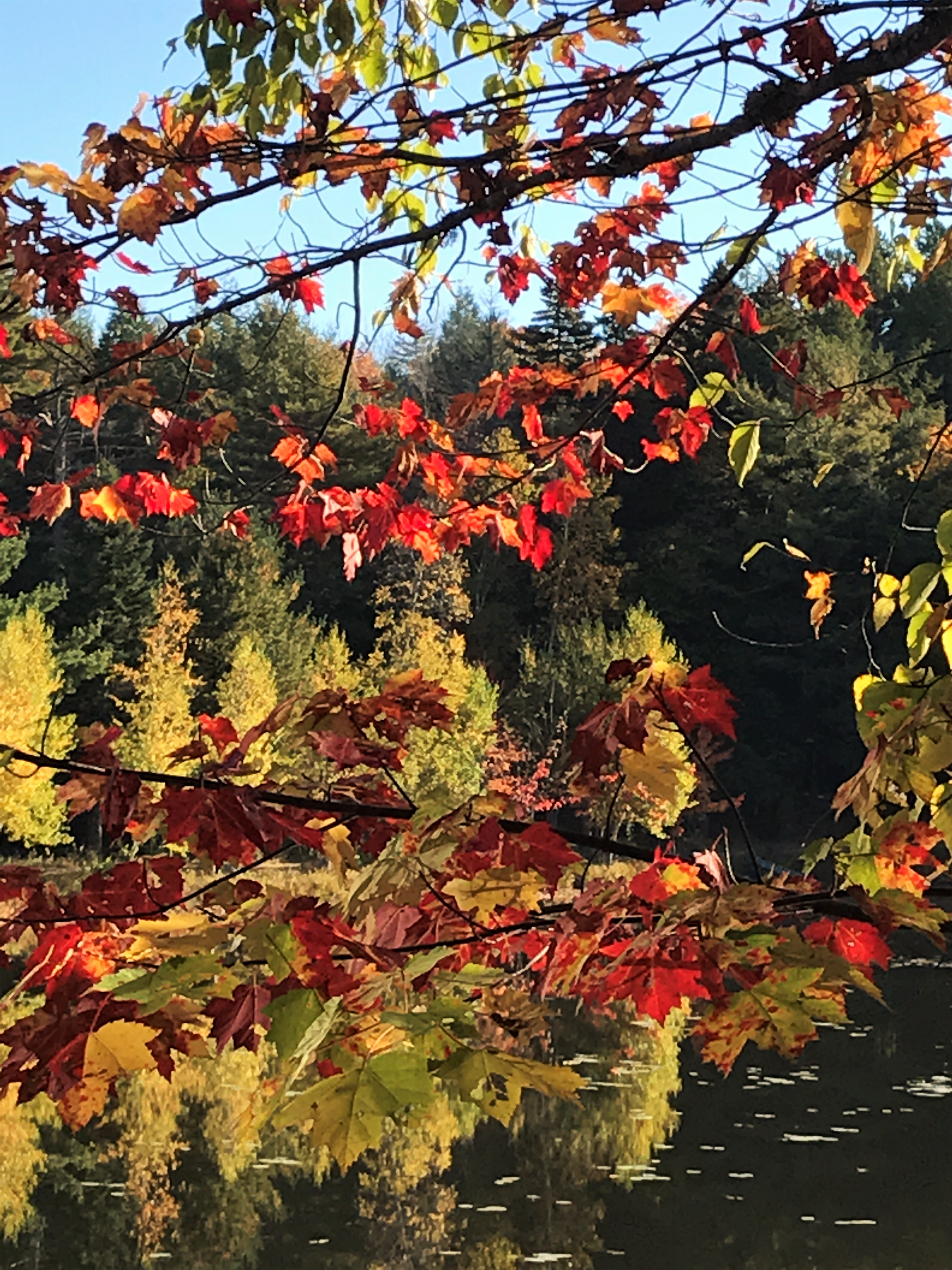 beautiful reds