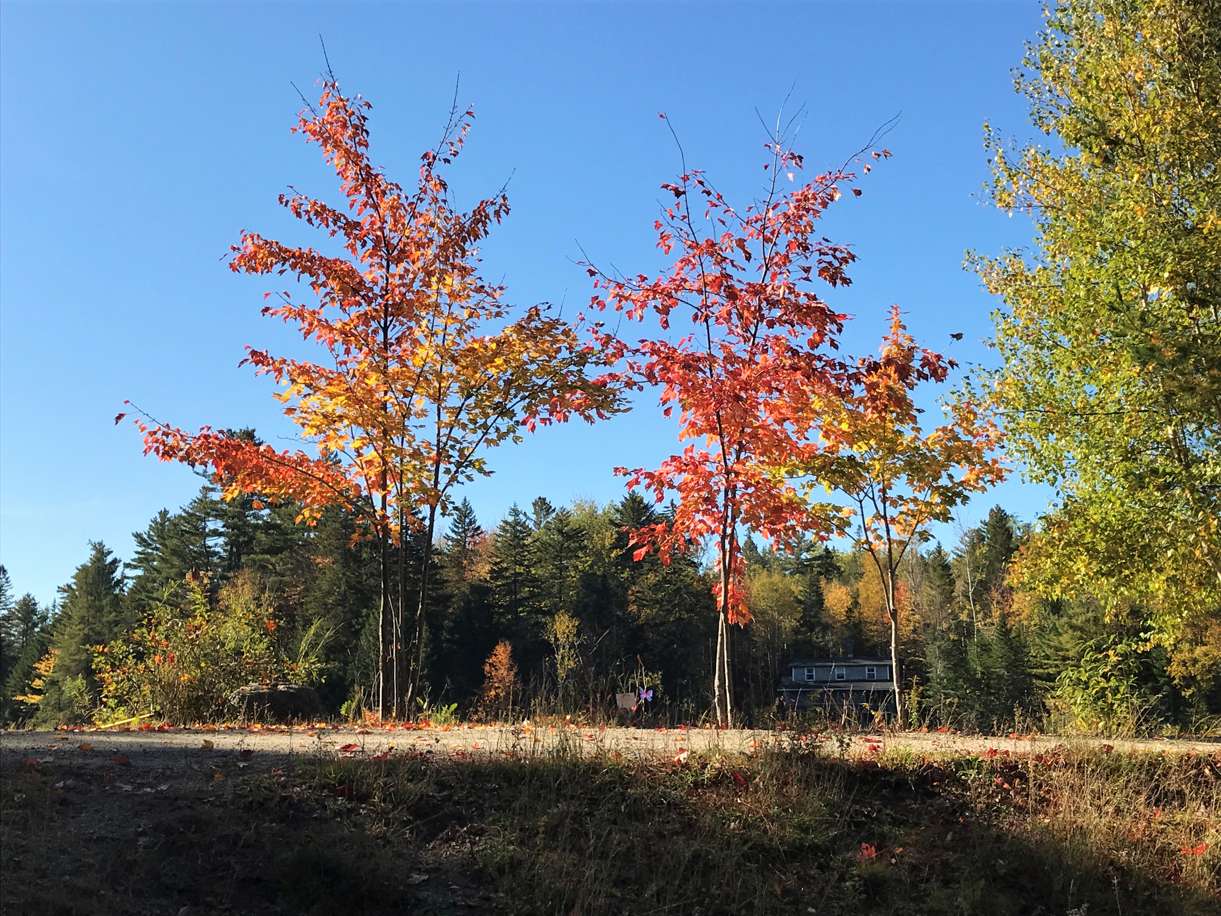trees near pond