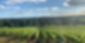 Vézelay vigne Come de gros Mont