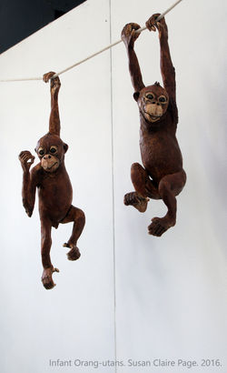 Orang-utan pair