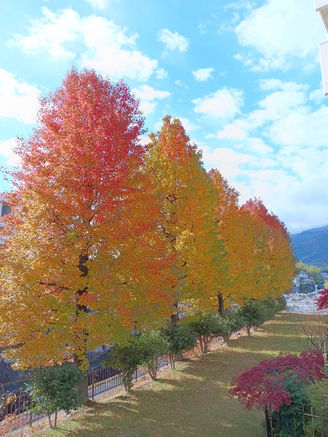 団地の紅葉が見頃です🍁