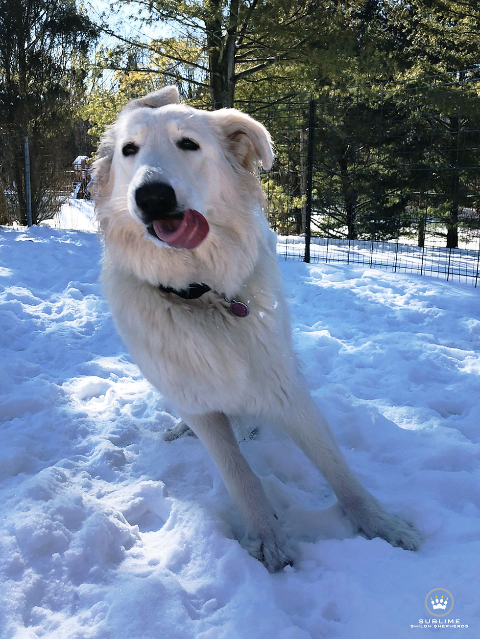 It's Daylight Saving Time! So, Yeti's springing forward.