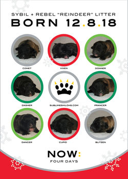 Sybil + Rebel "Reindeer" Litter Is Four Days!