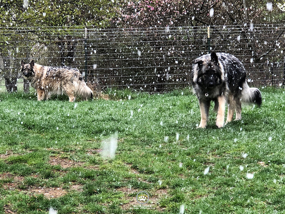 Holy snowflakes! Sybil and Mayhem are puzzled by the late snowfall.