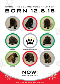 Sybil + Rebel "Reindeer" Litter Is Three Weeks!
