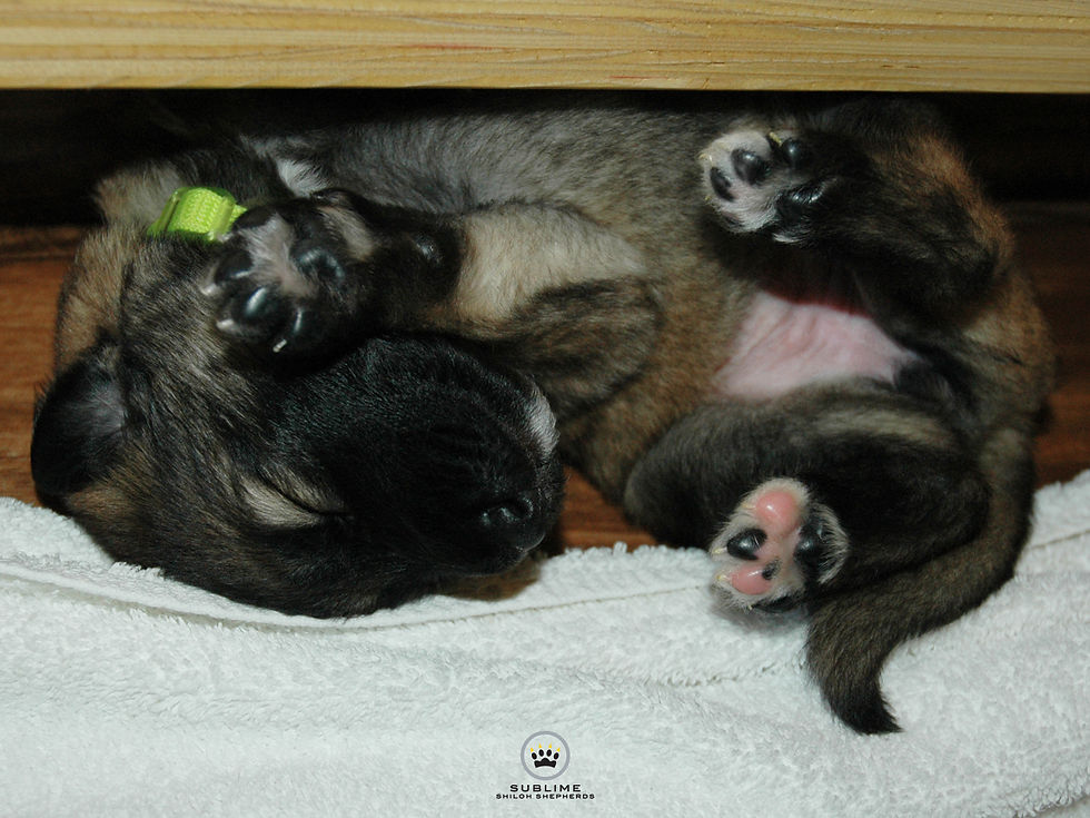 Dancer - light green girl @ 15 days