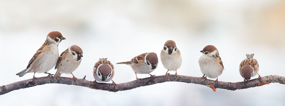 A lot of small funny birds sparrows sitting on a branch on the panoramic picture.jpg