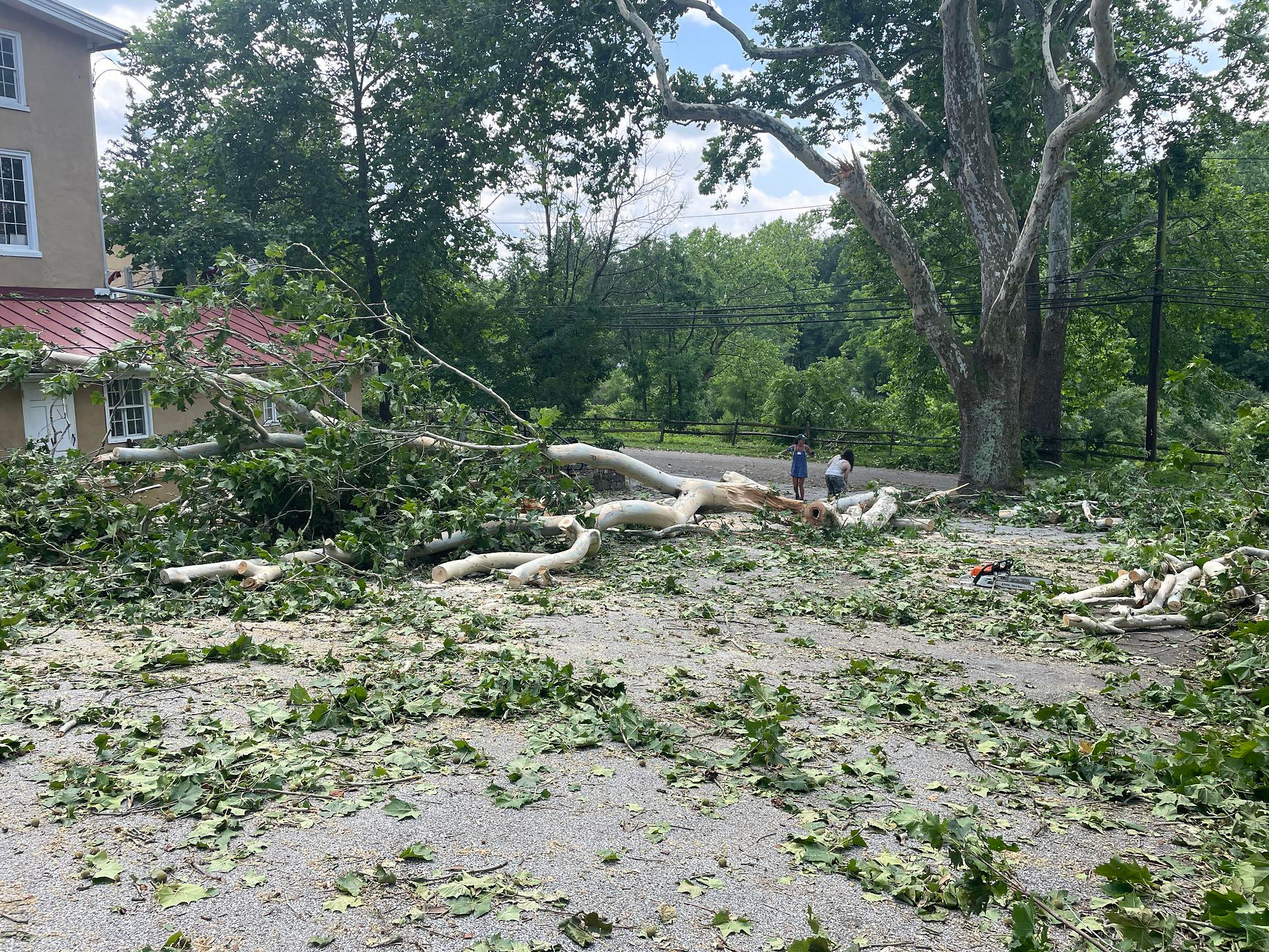 Sycamore branches fell on the driveway.