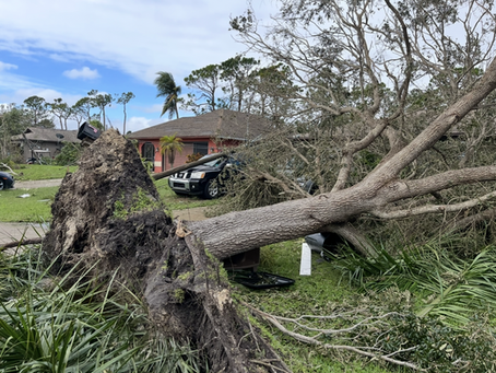 Fallen Tree Liability - Who Pays For The Damage?