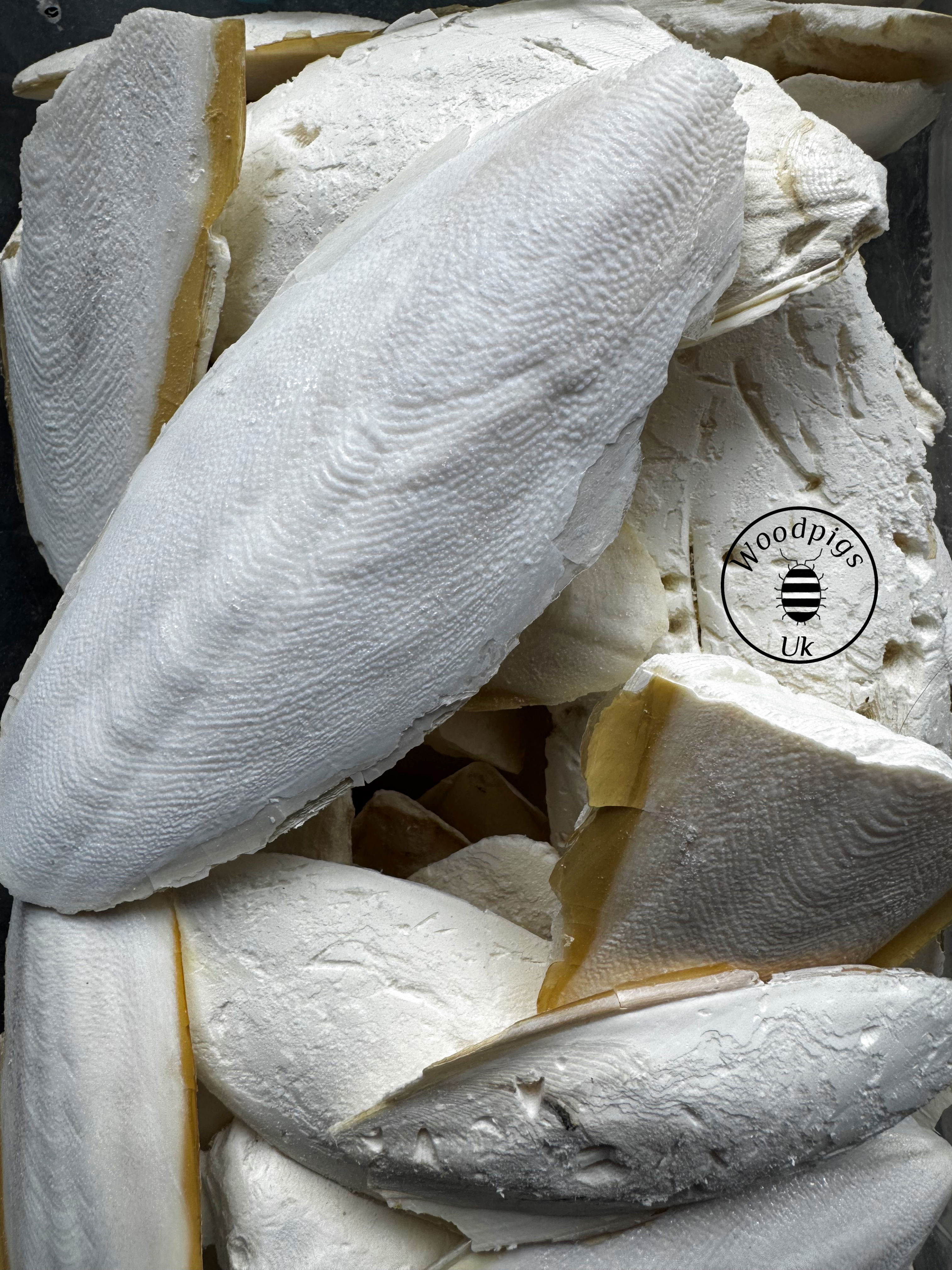 Cuttlefish bone (Cruelty-free)