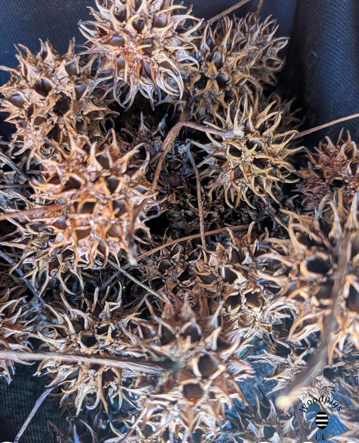 2 x Sweet gum pods 