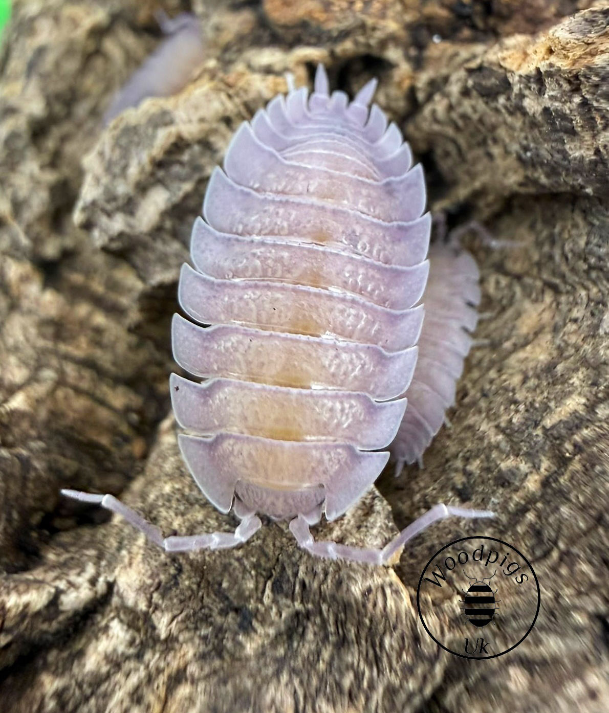 10 x Porcellio incanus baeticensis Violet