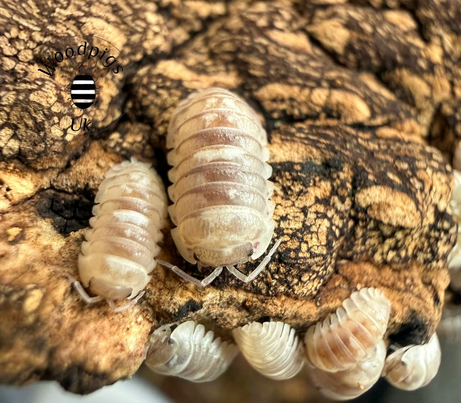 10 x Armadillidium Espanyoli Marbelized