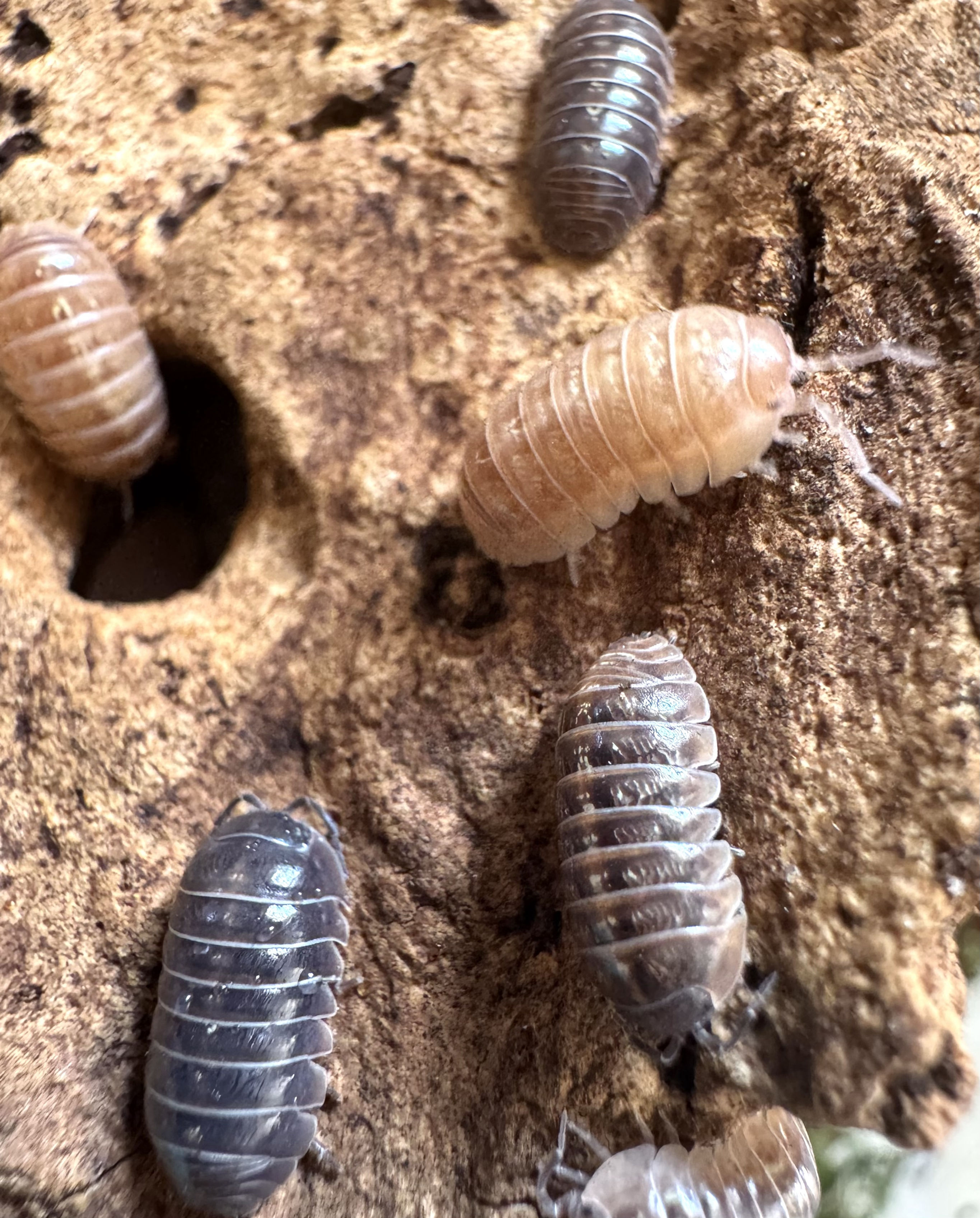 12  x Armadillidium St Lucia Jelly Bean