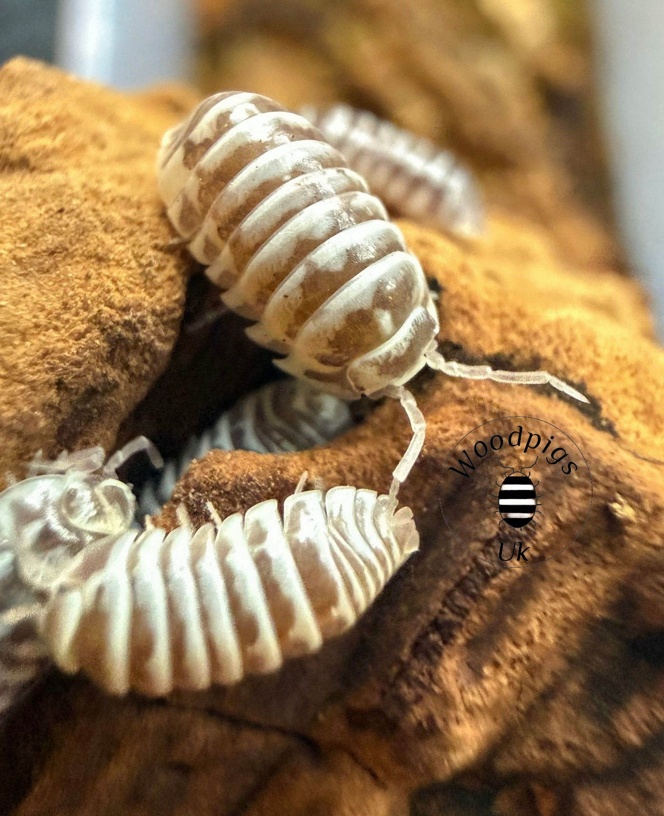 12 x Armadillidium maculatum Chocolate zebra