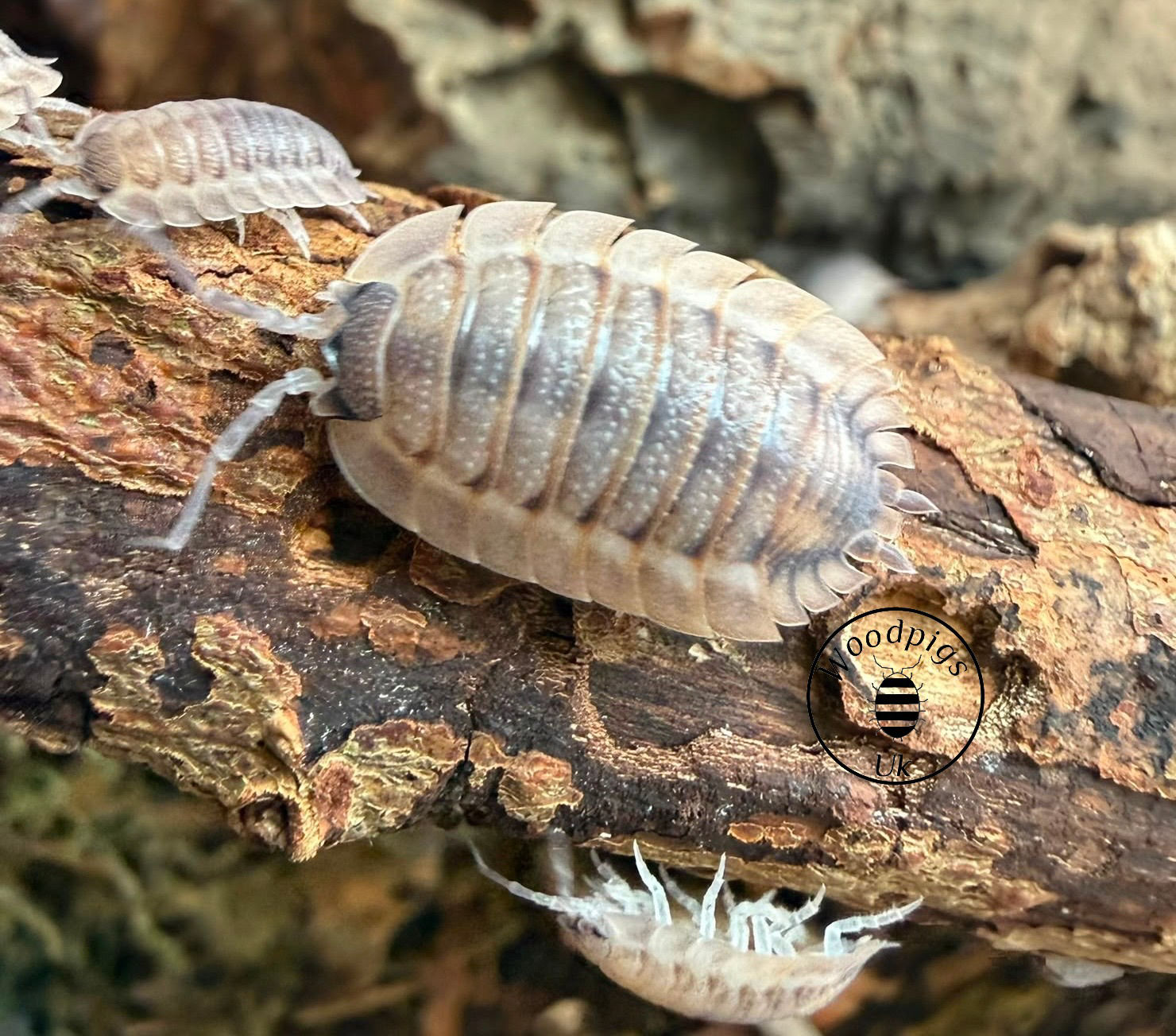 10 x Porcellio spatulatus ‘Coros’ Caramel