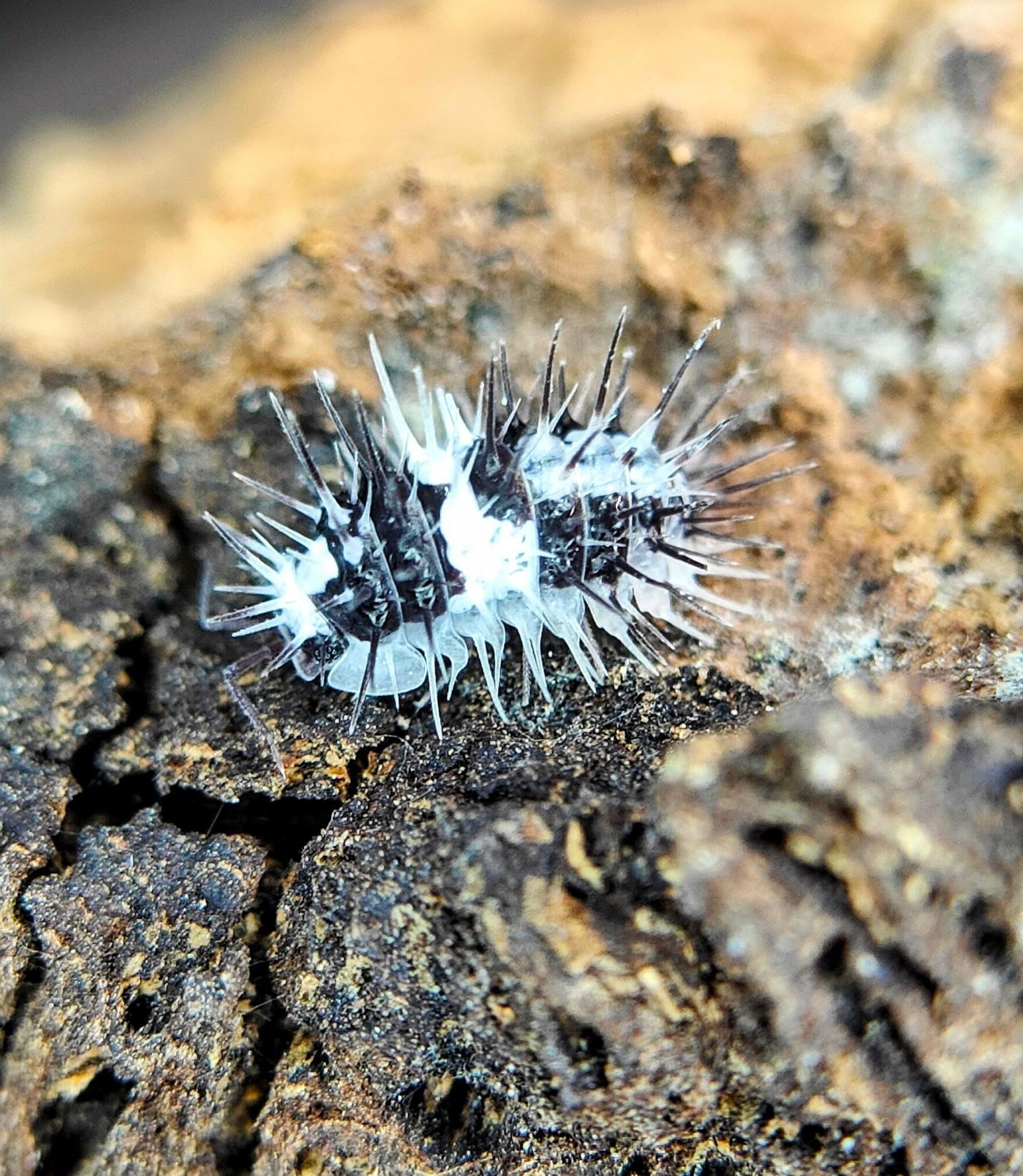 Laureola sp. White Skull Spiky