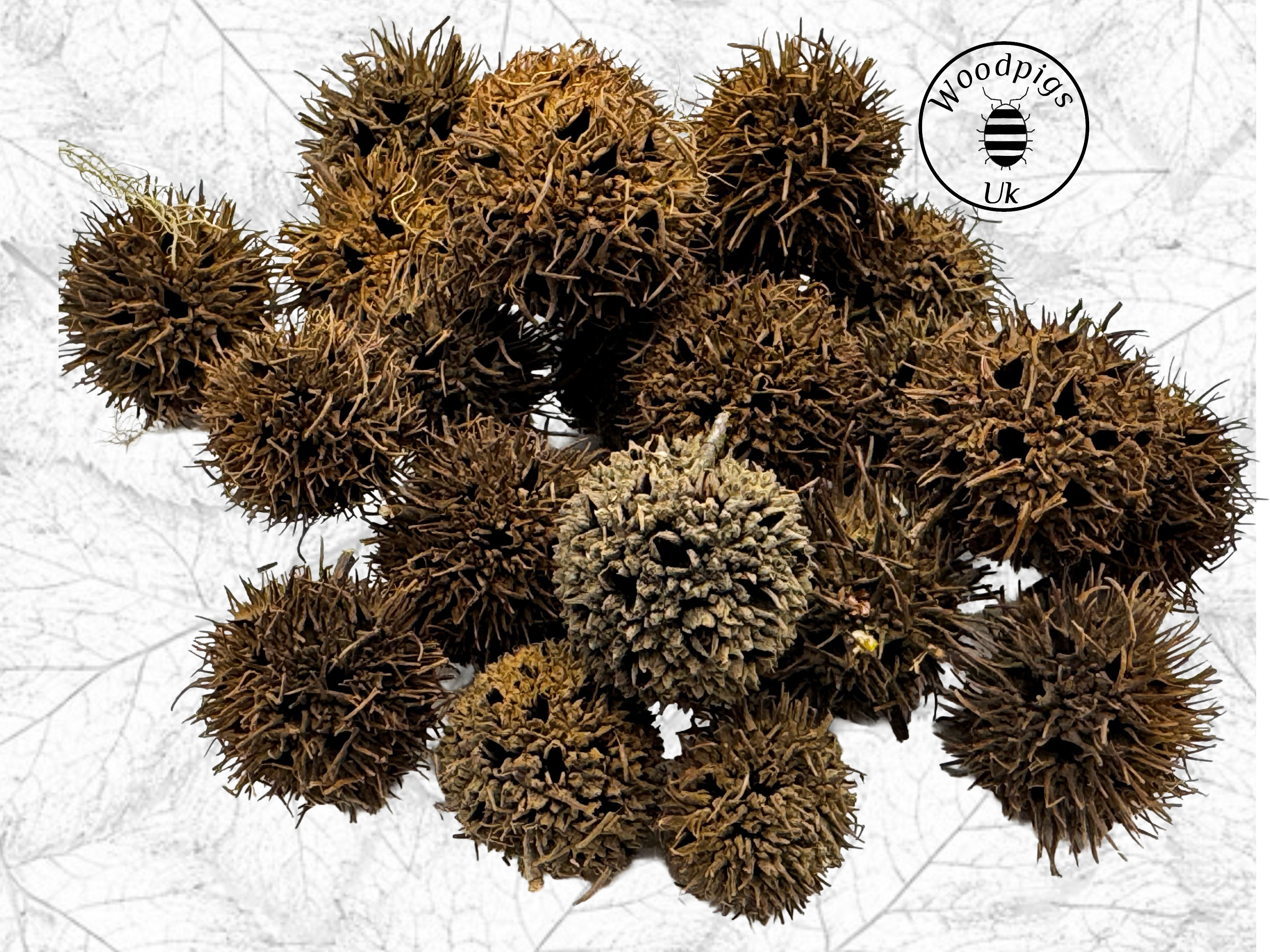 2 x Sweet gum pods 