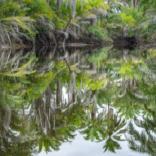 Palm tree reflections, Marimbus, Chapada Diamantina, Brazil
