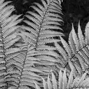 Fern fan, Pembrokeshire, Wales