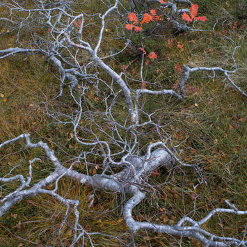 Low growing rowan, Senja, Norway
