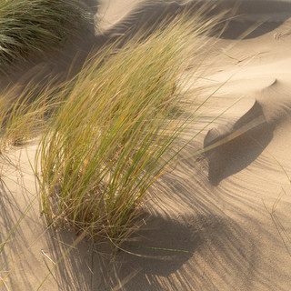 Marram grass