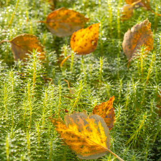 Birch leaves on moss, Moidart, Scotland
