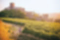 Soave - Vinhedos 2.jpg