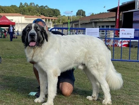 JULEN MAMARIGA MEJOR MOSTÍN 2022 (ESPAÑA)