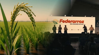 Federarroz volta a defender apoio diferenciado da União aos produtores gaúchos