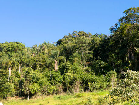 Farsul emite Nota Técnica sobre aplicação do Código Florestal ao Bioma Mata Atlântica