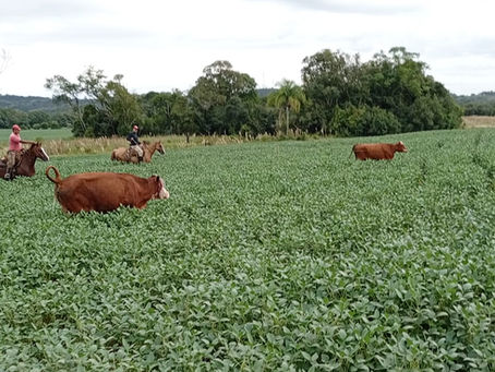DECRAB Camaquã apreende gado sem procedência após invasão em lavoura de soja em Canguçu