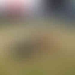 Scottish Game Fair 2023 with Arran Dog Bakery