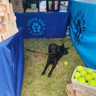 Wellesley The Black Lab at the Scottish Game Fair 2023 with Arran Dog Bakery