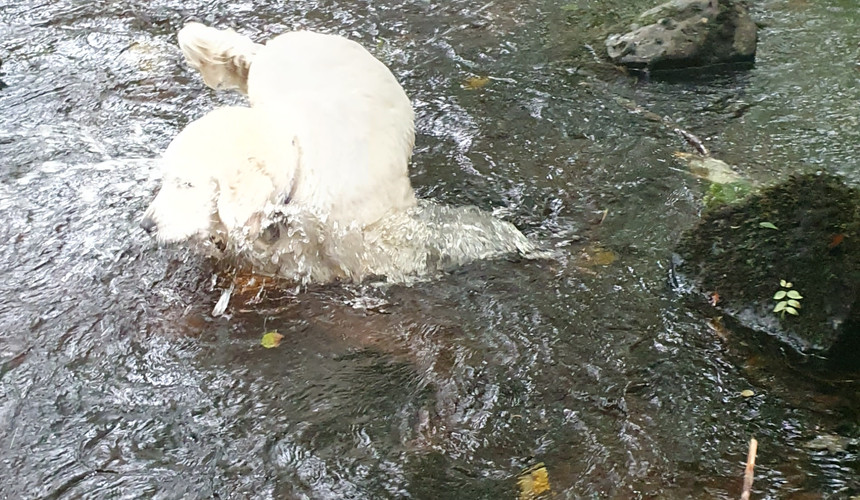 High Kildonan walk - Arran Dog Bakery team go for a walk
